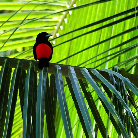 Cabinas Los Tucanes Cahuita Kültér fotó