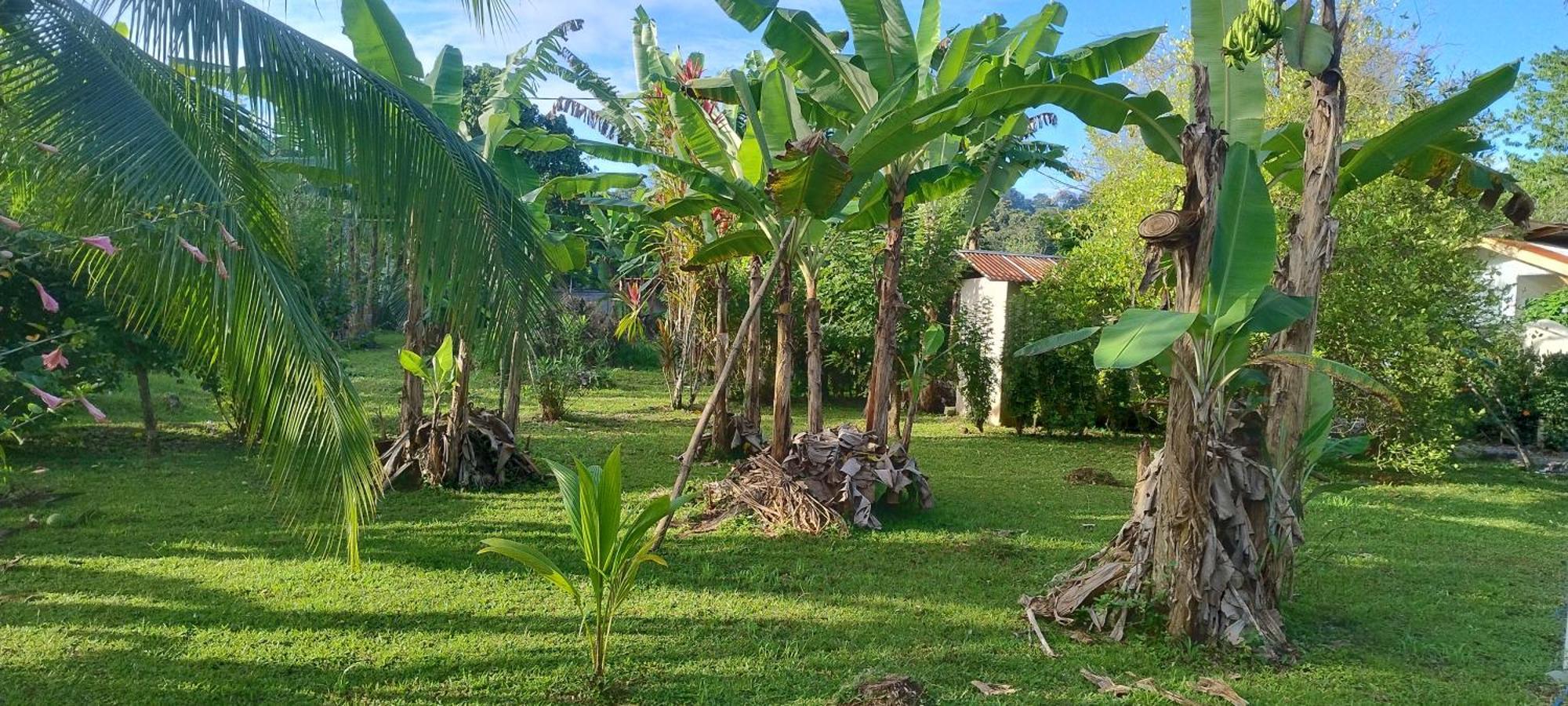 Cabinas Los Tucanes Cahuita Kültér fotó